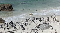 Cape of Good Hope & Penguins: Private Full day Tour 