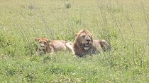 3-Day Serengeti National Park Private Multi-day Tours