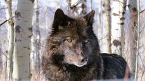 Wolfdog Sanctuary and Banff Day Trip