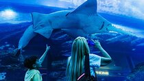 Burj Khalifa, Dubai Aquarium and Underwater Zoo Tour Experience