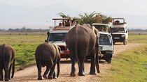 Amboseli National Park Game Drive Day Trip