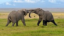 Amboseli National Park Guided Day Tour with Park Fees