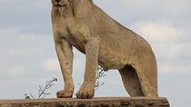 Nairobi National Park Tour and Carnivore Lunch Experience
