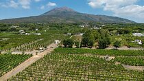 Private Pompeii and Vineyard Escape from Naples