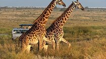 Nairobi National Park, Elephant Orphanage and Giraffe Centre