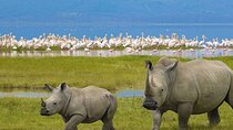 2 Day Wildlife Safari to Lake Nakuru and Lake Naivasha