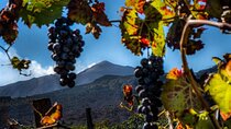 Tour Etna and Wine an experience between nature and aromas with taste.