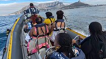 Cape Town Ocean Safari 