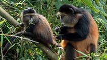 7-Days Rwanda Primates & Akagera NP Game Safari