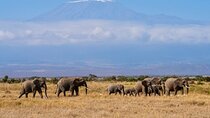 Amboseli Overnight with Accomodation