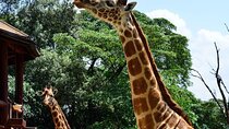 Nairobi Day Tour to Giraffe Center and Karen Blixen Museum