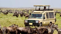 Perfect 2-Day Tanzania Safari to Tarangire and Ngorongoro Tour