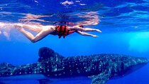 Snorkel and Swimming with Whale Shark in Cancun 
