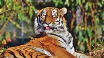 India's Golden Triangle Tour With Tigers 9 Days - ALL INCLUSIVE