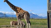 Cape Town Giraffe House, Cheetah Encounter and Wine Tasting Tour.