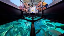 1-Hour Glass-Boat with Private Transfer from Sharm El Sheikh