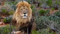 Big 5 Day Trip Safari Aquila Private Game Reserve from Cape Town