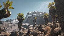 Kilimanjaro climb, Lemosho Route (8-day)