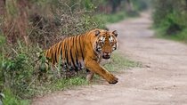 Private Luxury Golden Triangle Tour With Ranthambore Tiger Safari
