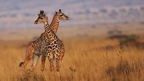 7 Days Budget Safari to Masai Mara Nakuru Naivasha and Amboseli 