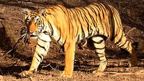 4-Day Golden Triangle Tour with Ranthambore Safari from Jaipur