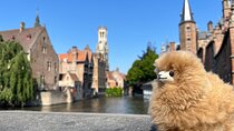 Bruges and Ghent Small Group Tour from Paris with Tastings