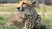 Award Winning Winelands and Cheetah Outreach Full-Day Tour
