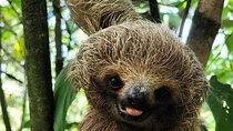 2 days Animal Lovers Combo : Palo Verde & Sloth Discovery Tour