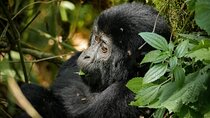 4 Days Gorilla Trekking and Wildlife Safaris