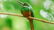 La Fortuna Arenal Fields Private Bird Watching Tour