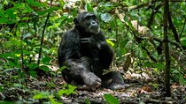 2 days Chimpanzee tracking at Kibale National park