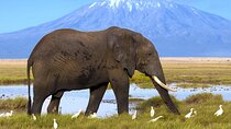 Amboseli National Park Safari Day Tour