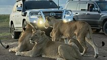 Night time Game Drive Experience in Nairobi National Park