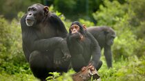 Ngamba Island Chimpanzee Experience, Entebbe and Victoria Tour