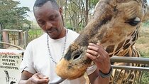 Nairobi Giraffe Centre Wildlife Encounter