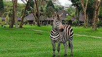 7 Day Samburu, Aberdare, Lake Nakuru and Masai Mara Safari Tour