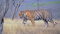 Jaipur to Ranthambore 2 Day Wildlife Safari Tour