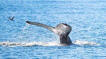 Whale Watching from Akureyri Port