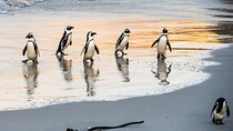 Half day African Penguin Tour