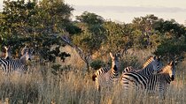 Zambezi National Park 3 hour Safari