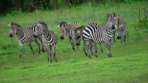 Private full day Akagera National Park with a relaxing boat ride