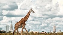 Half Day Nairobi National Park Tour