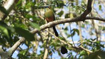 El Salvador Birding and Culture Private Tours