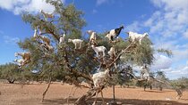 Agadir Meet the Goats Climbing the Trees