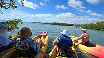 Guided Mangrove Eco Tours Kayak or Paddleboard Adventure