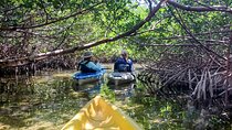 Private Guided Mangrove Eco-Tour Adventure