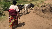 Multi-Day Maasai Experience: Hiking, Milking Cows, Herding