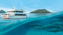 Port Stephens Dolphin Cruise Koalas Sandboarding Japanese Tour