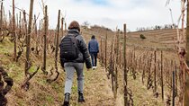 Private Wine and Hiking in Hermitage from Lyon with wine tasting