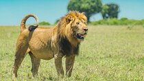 Explore Akagera National Park with Private Guided Tour